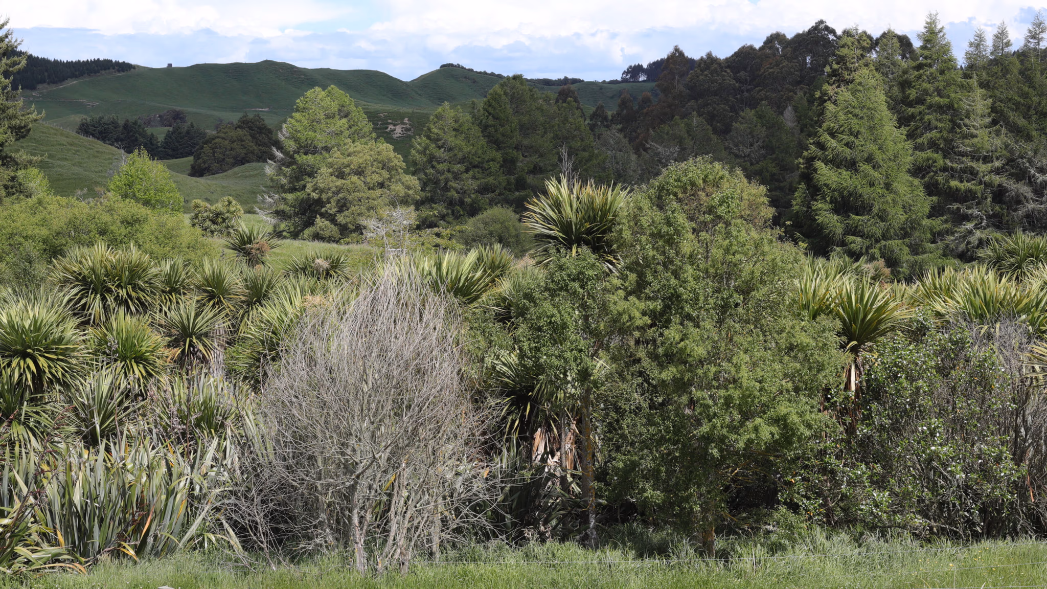 RestorationPlanting